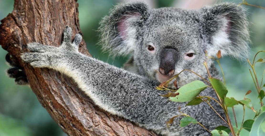 Nieznane ciekawostki o misiach koala